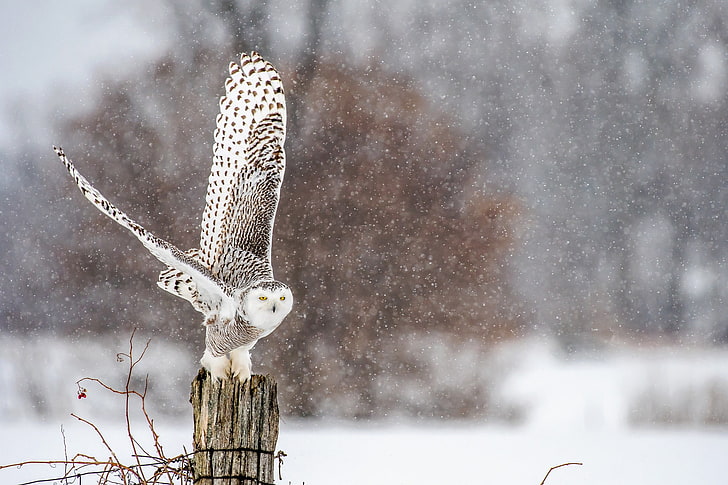 bird, depth, field, owl, snowfall, snowy, wildlife, winter, HD wallpaper