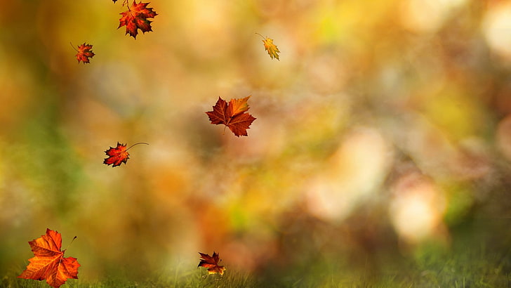 five brown maple leaves, shallow focus of brown leaves, fall, HD wallpaper