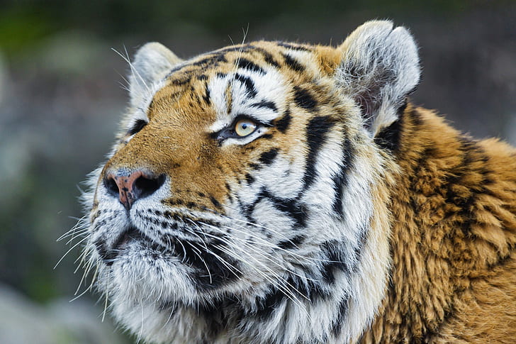 Amur tiger, Animal, Cat, HD wallpaper