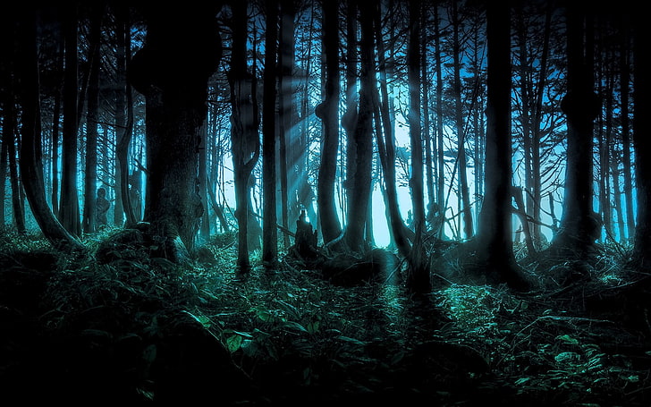 trees and plants, Dark, Forest, Creepy, Night, Spooky, Wood, land, HD wallpaper