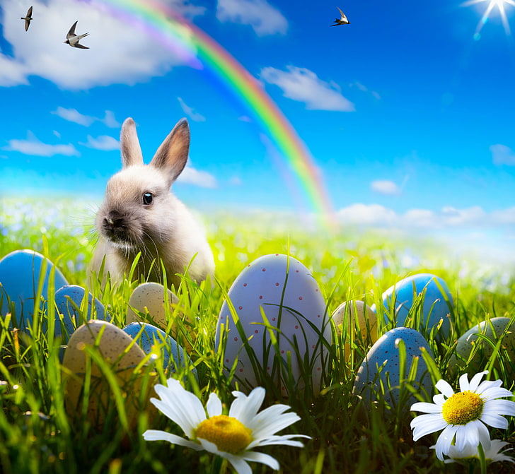 Easter eggs and bunny illustration, the sky, grass, flowers, chamomile, HD wallpaper