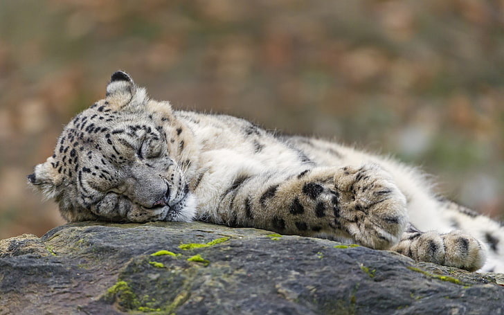 white and black tabby cat, snow leopards, animals, sleeping, leopard (animal), HD wallpaper