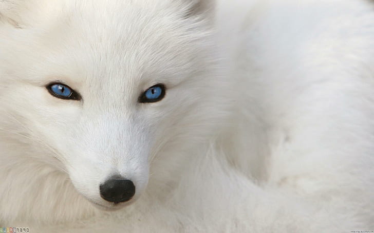 Blue Eyes Fox, arctic fox, canidae, carnivora, vulpes lagopus