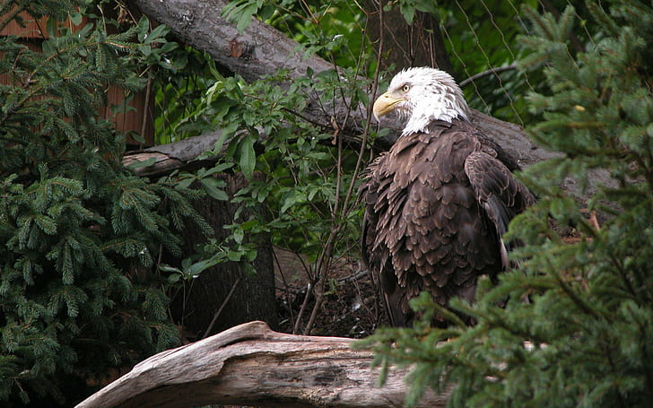 Bald Eagle Hd, trees, forest, amazing, bird, animals