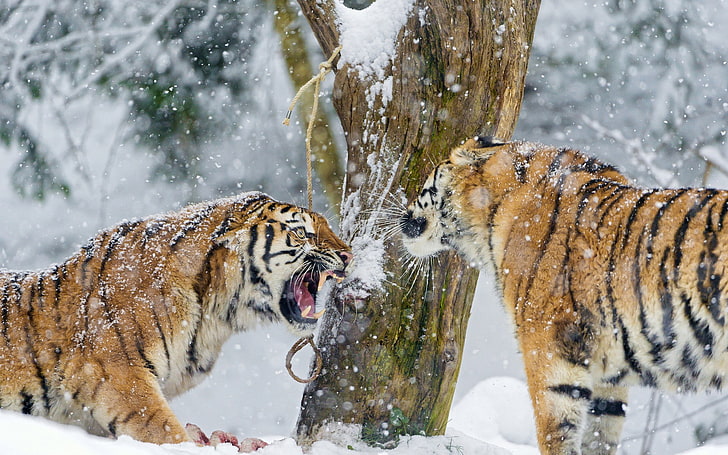 tiger, winter, snow, animals, cold temperature, animal themes