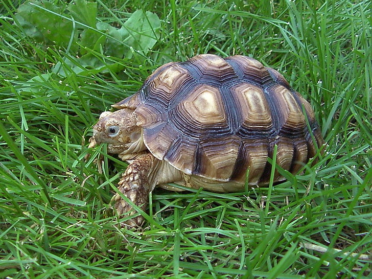 brown and beige turtle, nature, animals, grass, animal themes