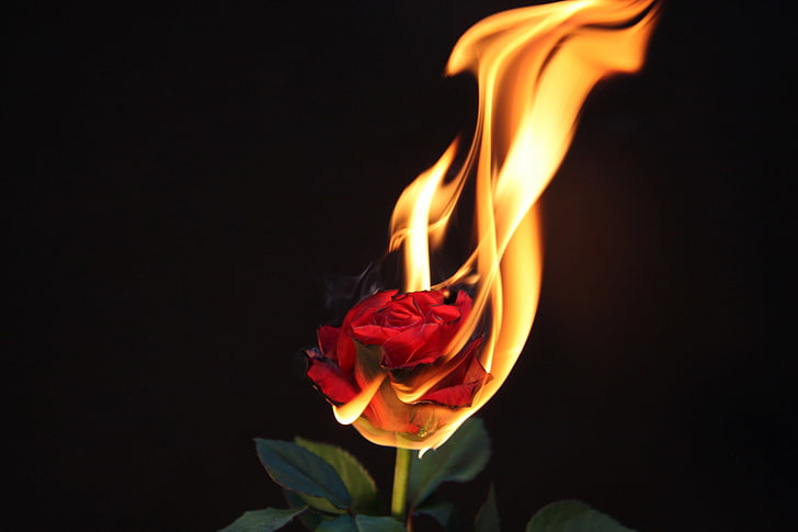 fire   themed, flower, flowering plant, beauty in nature, close-up, HD wallpaper