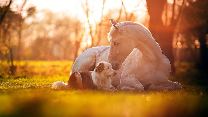 cute, horse, dog, white horse, grass, friendship, cuteness, HD wallpaper