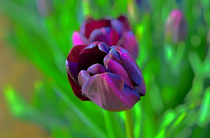 purple and pink tulips, Queen of Night, Wooden Shoe, Tulip Festival, HD wallpaper