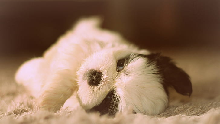 Cute Shih Tzu, dog lying, HD wallpaper