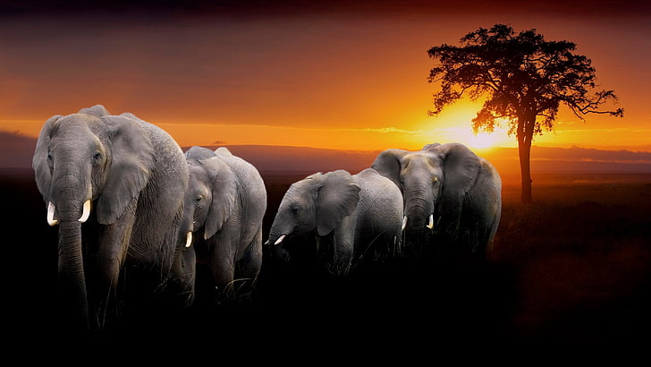 elephant, sunset, animal themes, mammal, sky, group of animals, HD wallpaper