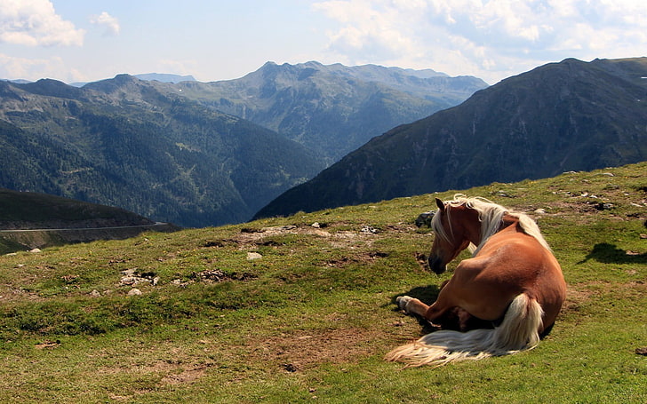 brown and white short coated dog, landscape, horse, mountains