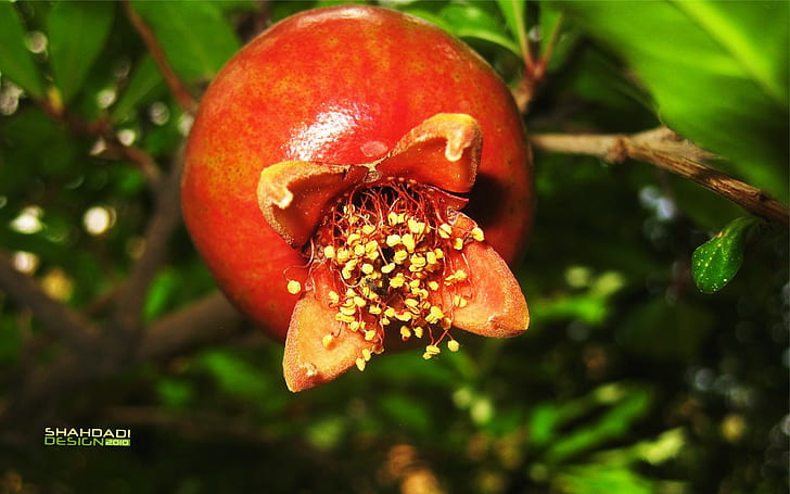 fruit, pomegranate