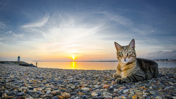 gray tabby cat, animals, sunset, beach, stones, sky, pets, domestic animals