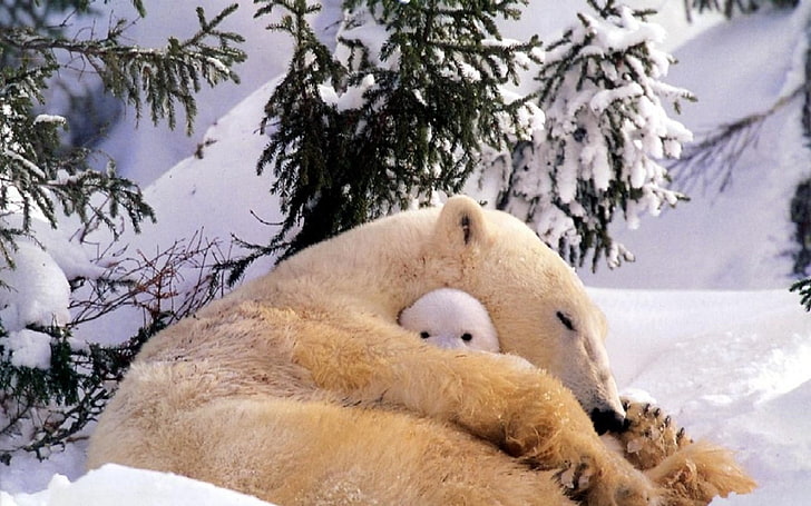 polar bear, polar bears, animals, baby animals, snow, winter