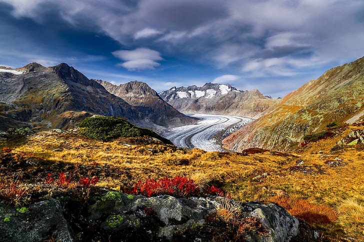 flowers, mountains, Switzerland, glacier, Alps, Aletsch Glacier