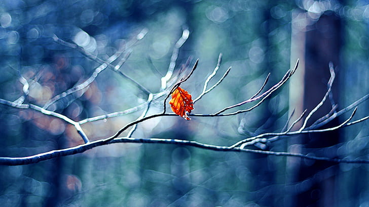 Winter, tree, Leaf, 4k pics, HD wallpaper