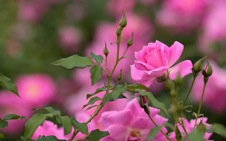 Pink rose, flowers, buds, bokeh, HD wallpaper
