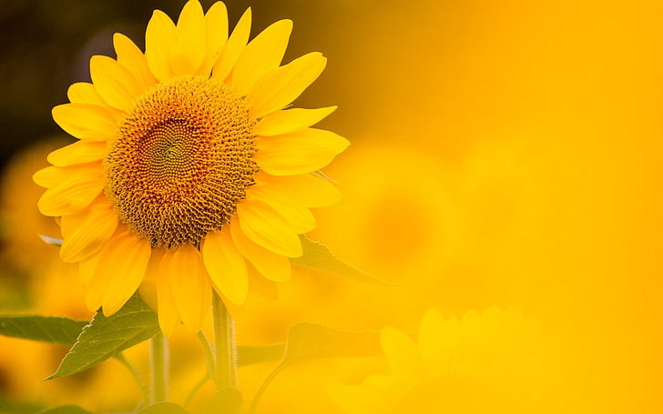 Sunflower Yellow Background, yellow sunflower, Nature, Flowers, HD wallpaper