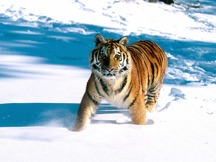 Majestic Grace, Siberian Tiger, HD wallpaper