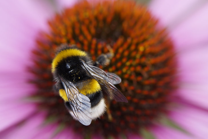 yellow and black honeybee, bumble bee, flower, macro, nature, HD wallpaper