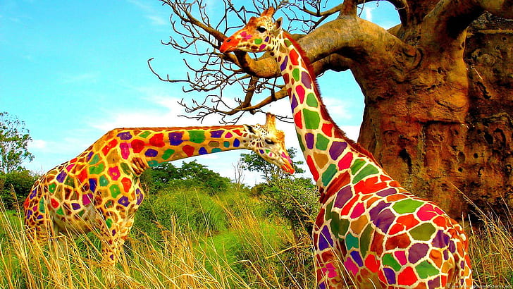 Colorful giraffes art, other art, HD wallpaper