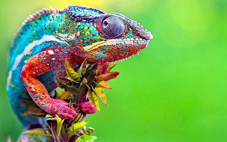 blue, red, and purple chameleon, untitled, chameleons, colorful, HD wallpaper