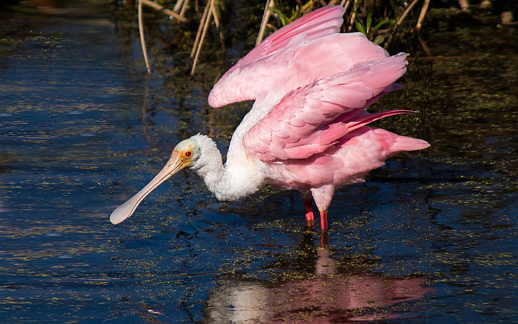 Roseate Spoonbill In Florida Live In The Swamps Rivers And Lakes Birds Wallpapers For Mobile Free Download 3840×2400