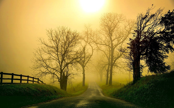 pathway between trees, nature, landscape, road, mist, grass, morning, HD wallpaper