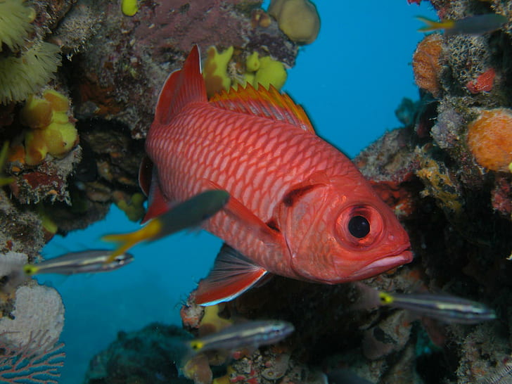 Coral Reef Fish, ocean, animals, HD wallpaper