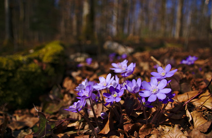 Signs of Spring, Seasons, Flower, Purple, Sunshine, Leaves, Tree, HD wallpaper