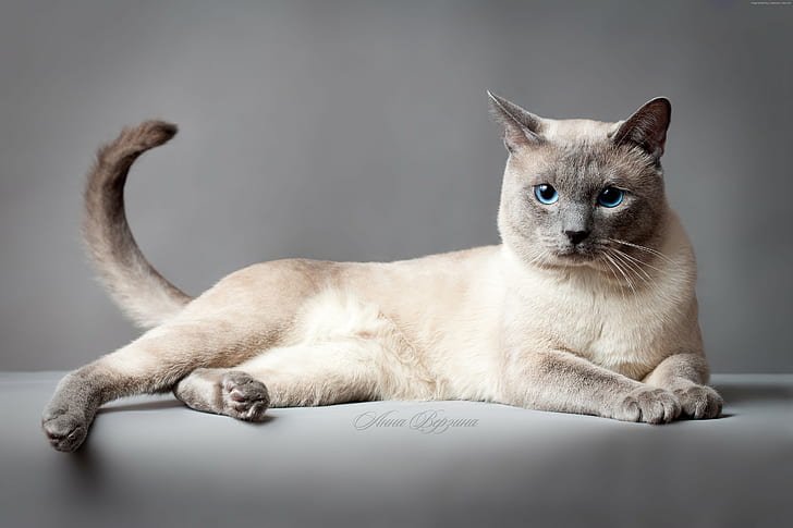 blue eyes, animal, Thai cat