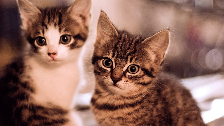 two gray tabby kittens, cat, animals, baby animals, domestic cat, HD wallpaper