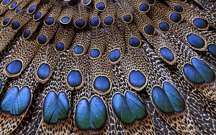 blue and brown peacock feathers, light, background, texture, animal, HD wallpaper