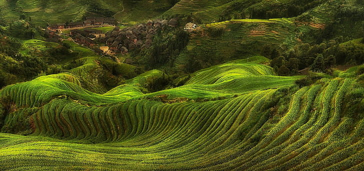 rice paddy, field, farm, landscape, green, hills, villages, HD wallpaper