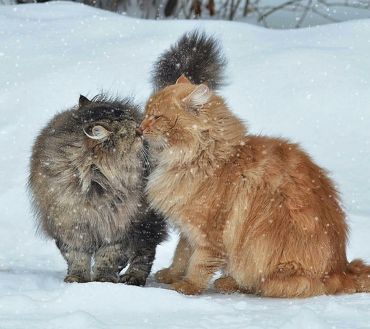 two brown and white fur kittens, animals, happy, cat, snow, cold temperature