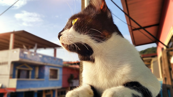 cat, Ecuador, animals, yellow eyes, domestic, one animal, animal themes, HD wallpaper