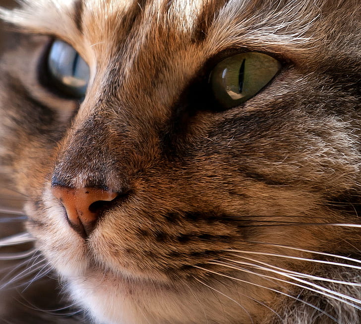 closeup photo of gray cat, cat, birds, domestic Cat, animal, pets, HD wallpaper