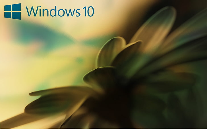 window, Windows 10, Microsoft Windows, Windows Vista, Windows XP HD wallpaper