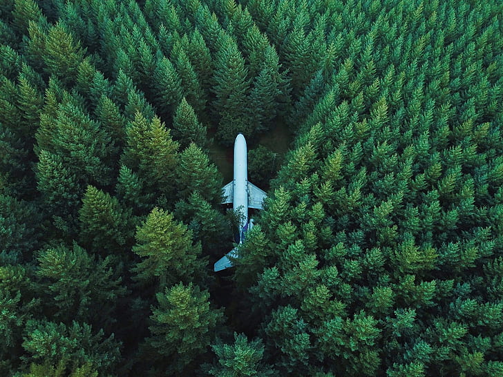 aircraft, airplane, trees, forest, nature, aerial view, bird's eye view