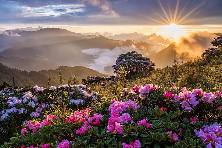 flowers, nature, mountains, sunset, sunrise, mist, HD wallpaper