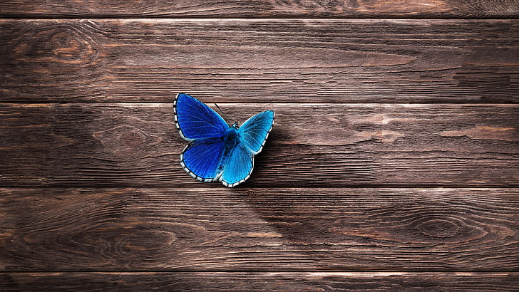 butterfly, surface, wood, wooden, blue, close up, wood - material, HD wallpaper