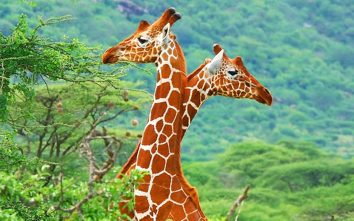 Africa giraffe close-up, HD wallpaper