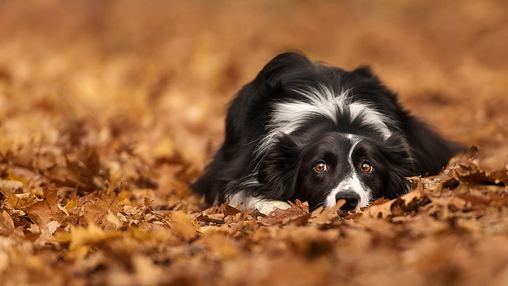leaves, dog, animals, fall, one animal, canine, animal themes, HD wallpaper