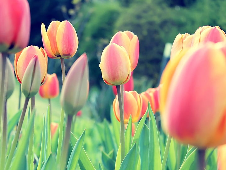 yellow and red petaled flower, tulips, Dutch, Netherlands, flowers, HD wallpaper