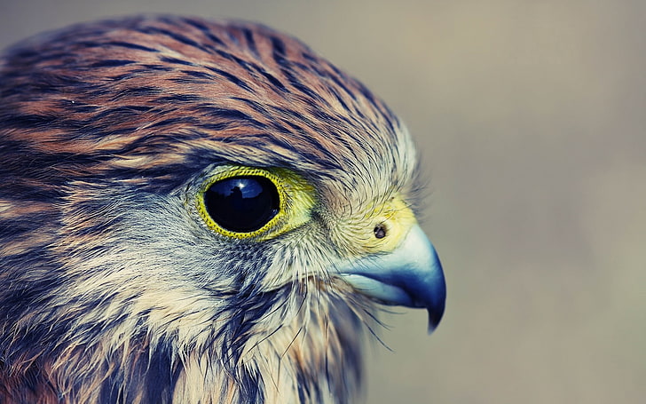 brown and gray bird, eagle, baby, hawk, head, beak, predator, HD wallpaper