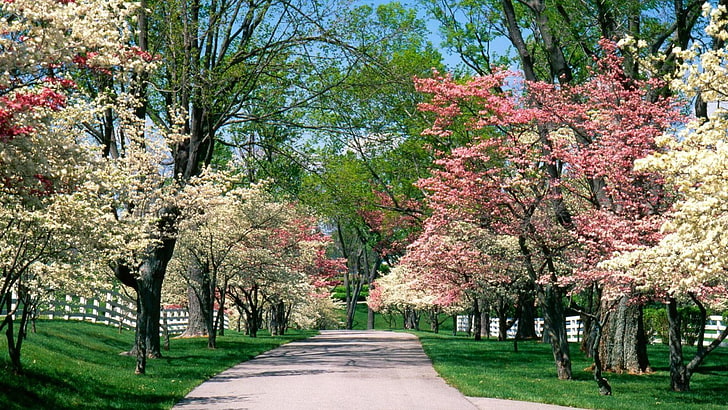 white and pink trees, road, nature, park, spring, blossom, blossoms