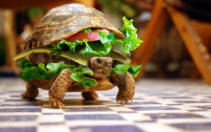burger, funny, hamburger, humor, Photoshop, turtle, animal representation, HD wallpaper