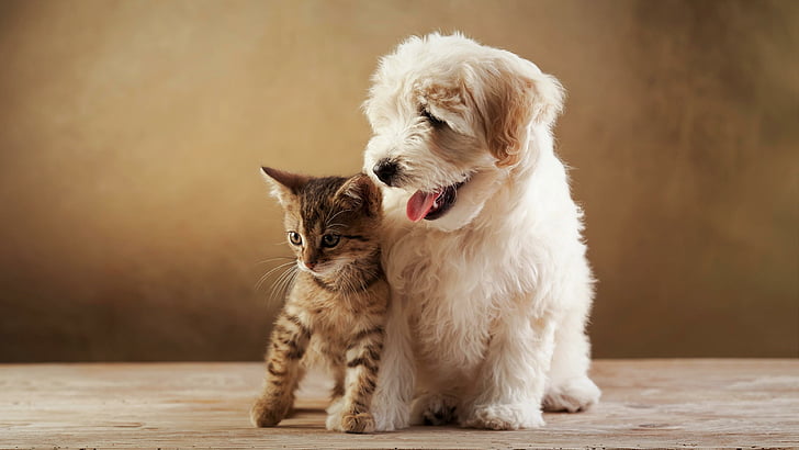 cat, dog, cute, puppy, animals, kitten, funny, friendship, HD wallpaper