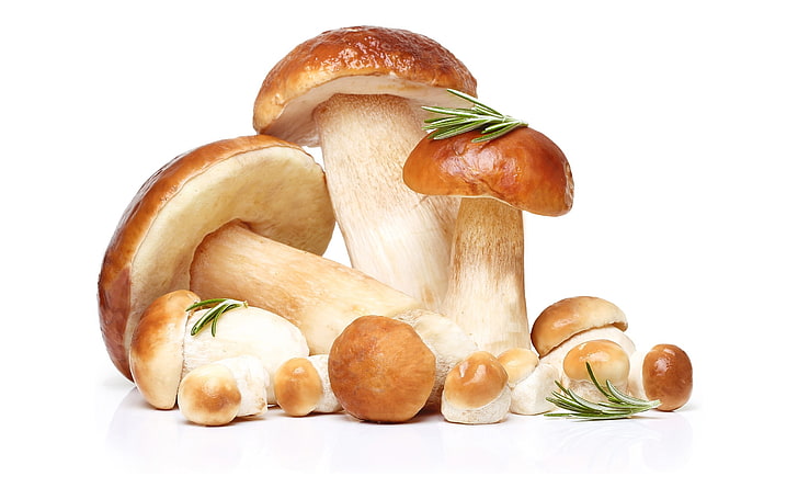 macro, mushroom, food, food and drink, white background, freshness